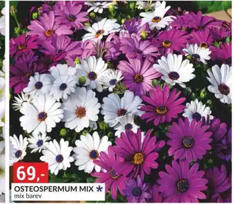 Baumax Osteospermim mix nabídka