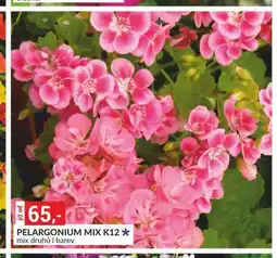 Baumax Pelargonium mix nabídka