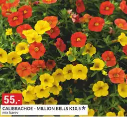 Baumax Calibrachoe - million bells nabídka