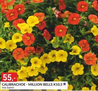 Baumax Calibrachoe - million bells nabídka