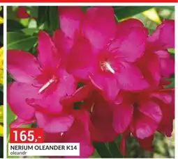 Baumax Nerium olenader nabídka