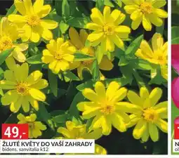 Baumax Žluté květy do vaší zahrady nabídka