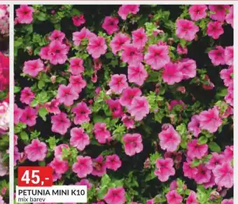 Baumax Petunia mini nabídka