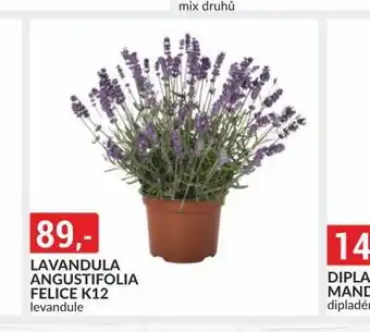 Baumax Lavandula nabídka