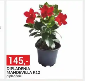 Baumax Dipladonia mandevilla nabídka