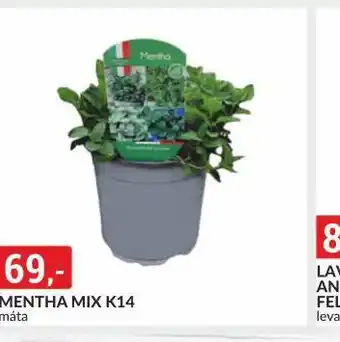 Baumax Mentha mix nabídka