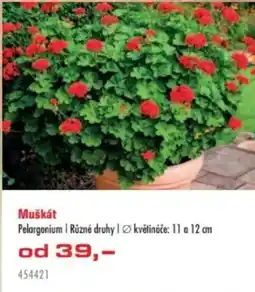 Uni Hobby Muškát nabídka