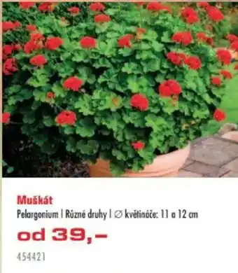 Uni Hobby Muškát nabídka