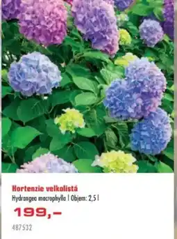 Uni Hobby Hortenzie velkolistá nabídka