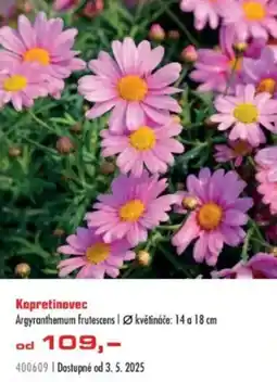 Uni Hobby Kopretinovec Argyranthemum frutescens nabídka