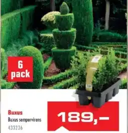 Uni Hobby Buxus Buxus sempervirens nabídka