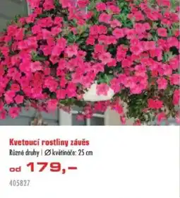 Uni Hobby Kvetoucí rostliny závěs nabídka