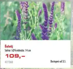 Uni Hobby Šalvěj nabídka