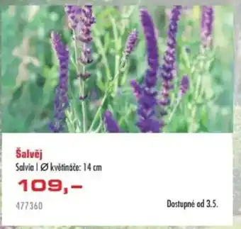 Uni Hobby Šalvěj nabídka