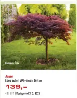Uni Hobby Javor nabídka