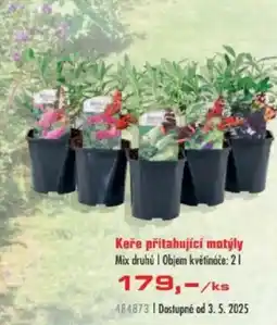 Uni Hobby Keře přitahující motýly Mix druhů nabídka