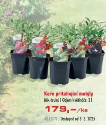 Uni Hobby Keře přitahující motýly Mix druhů nabídka