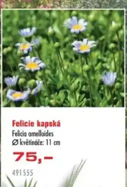 Uni Hobby Felicia amelloides nabídka