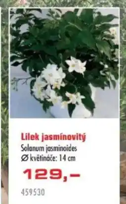 Uni Hobby Lilek jasmínovitý nabídka