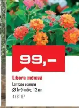 Uni Hobby Libora měnivá Lantana camara nabídka