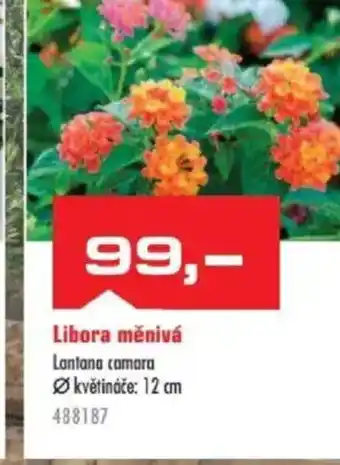 Uni Hobby Libora měnivá Lantana camara nabídka