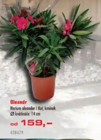 Uni Hobby Oleandr nabídka