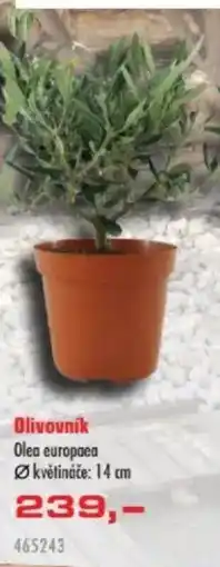 Uni Hobby Olivovník Olea nabídka