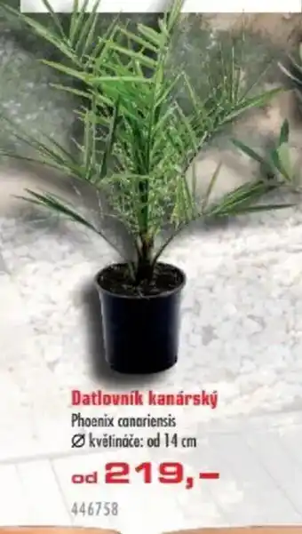 Uni Hobby Datlovník Datlovník kanárský Phoenix canariensis květináče: od 14 cm nabídka