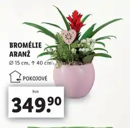 Lidl Bromélie aranž nabídka