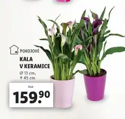 Lidl Kala v keramice nabídka