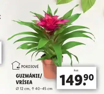 Lidl Guzmánie nabídka