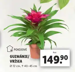 Lidl Vrísea nabídka