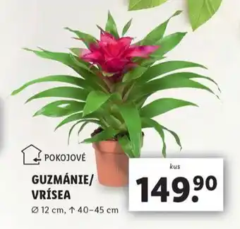 Lidl Vrísea nabídka