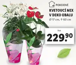 Lidl Kvetoucí mix v deko obalu nabídka