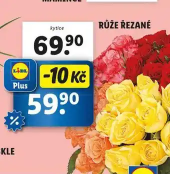 Lidl Růže řezané nabídka