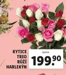 Lidl Kytice trio růží harlekýn nabídka