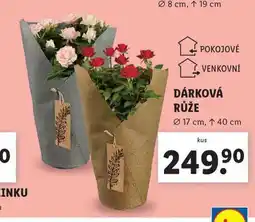 Lidl Dárková růže nabídka