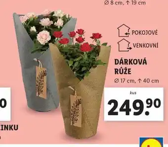 Lidl Dárková růže nabídka