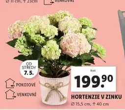 Lidl Hortenzie v zinku nabídka