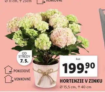 Lidl Hortenzie v zinku nabídka