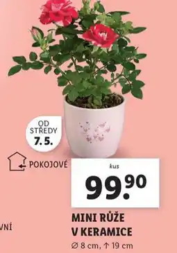 Lidl Mini růže v keramice nabídka