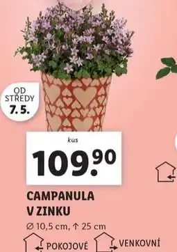 Lidl Campanula v zinku nabídka