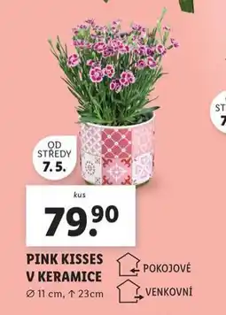 Lidl Pink kisses v keramice nabídka