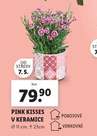 Lidl Pink kisses v keramice nabídka