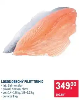 Makro Losos obecný filet trim d nabídka