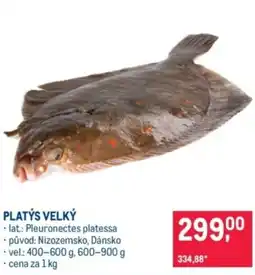 Makro Platýs velký nabídka