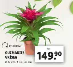 Lidl GUZMÁNIE/VRÍSEA nabídka