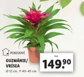 Lidl GUZMÁNIE/VRÍSEA nabídka