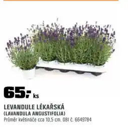 OBI Levandule lékařská nabídka