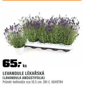 OBI Levandule lékařská nabídka